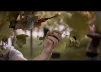 Cambados será la Ciudad Europea del vino 2017