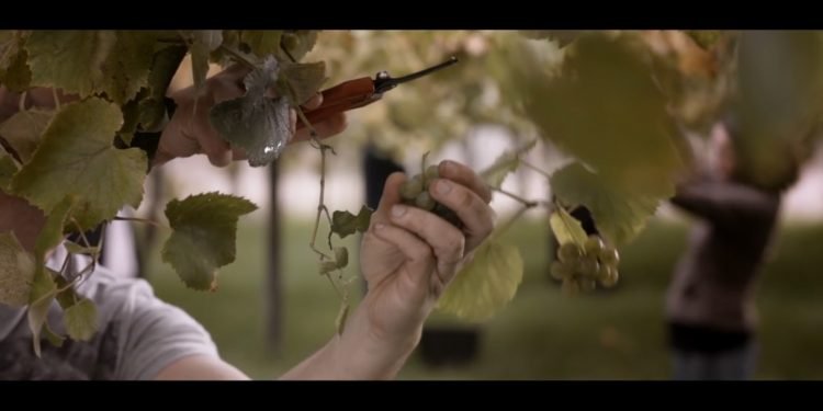 Cambados será la Ciudad Europea del vino 2017