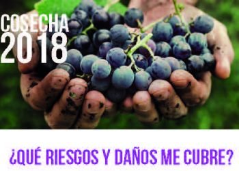 Comienza la campaña de seguros de viñas