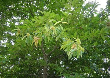 AGACA promueve la castaña como sector generador de empleo en el interior de Ourense y Lugo