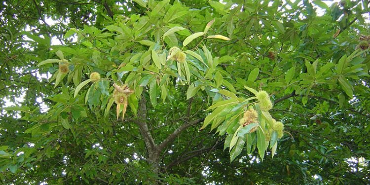 AGACA promove a castaña como sector xerador de emprego no interior de Ourense e Lugo