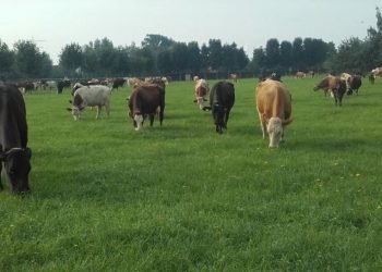 A granxa leiteira holandesa Hillekens Hoeve, participante en EuroDairy, conecta aos consumidores co leite orgánico A2A2