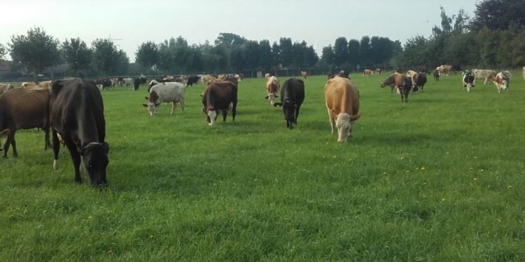 A granxa leiteira holandesa Hillekens Hoeve, participante en EuroDairy, conecta aos consumidores co leite orgánico A2A2