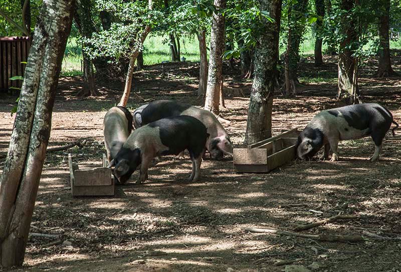 logo_coops_agroalimentarias_CLM