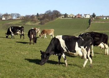 Productores lecheros daneses se inspiran en EuroDairy frente al desafío de las nuevas cuotas de fósforo