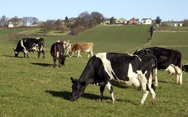 Productores lecheros daneses se inspiran en EuroDairy frente al desafío de las nuevas cuotas de fósforo