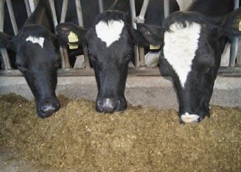 Granjas de Finlandia y Suecia muestran resultados de su colaboración en EuroDairy