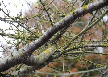 Creación de Riqueza e Emprego mediante o Uso Cooperativo do Monte Comunal — Moaña