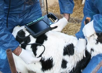 A farmacéutica HIPRA organizou un curso sobre prevención de SRB en recría