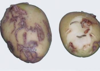 Esta tarde en Ferrol hai unha charla sobre a praga da avelaíña guatemalteca da pataca