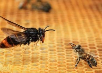 Campaña de sensibilización medio ambiental “STOP VELUTINA” e 31ª Mostra Galega de Apicultura