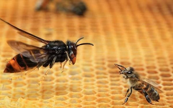 Campaña de sensibilización medio ambiental “STOP VELUTINA” e 31ª Mostra Galega de Apicultura