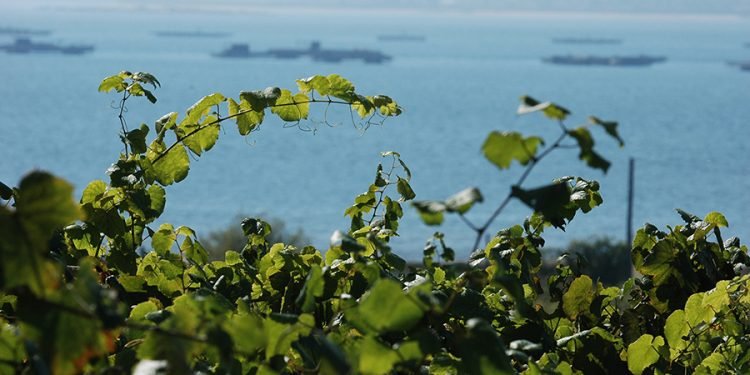 The Wall Street Journal recomienda los vinos albariños