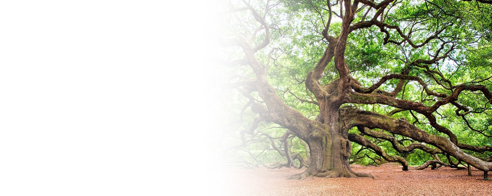 interprofesional_vino_logo_wb