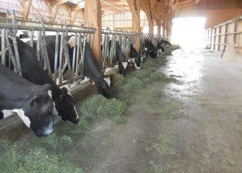 Cooperativas Agro-alimentarias de España respalda o papel da gandería e pide a dimisión do ministro Garzón