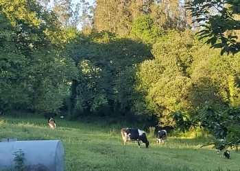 Como reducir las huellas de carbono e hídricas en las explotaciones lácteas