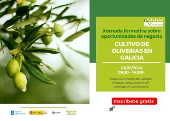 — Oportunidades de negocio: cultivo de oliveiras en Galicia.