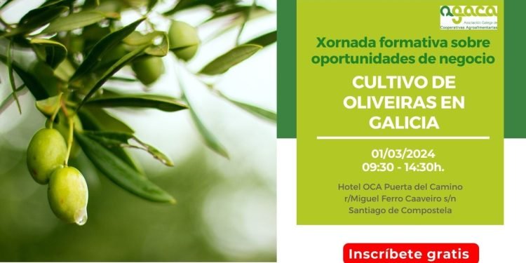 — Oportunidades de negocio: cultivo de olivares en Galicia.