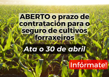 É hora de contratar o seguro para cultivos forraxeiros 2024