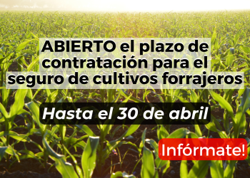 Es hora de contratar el seguro para cultivos forrajeros 2024