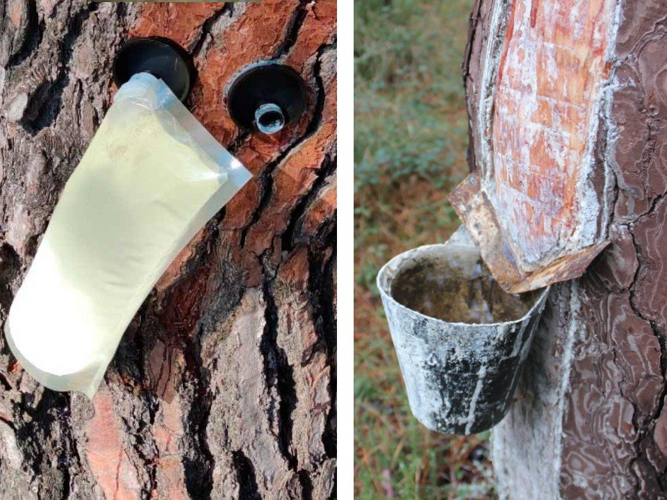 modos de extracción de resina