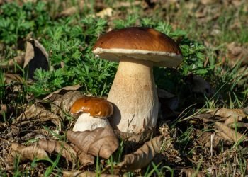 Inscricións. Xornada formativa sobre Produción de Cogomelos. 26 de abril