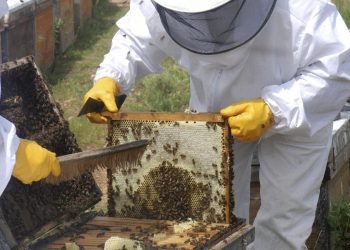 Cooperativas Agro-alimentarias de España advierte de la grave situación del sector apícola y reclama medidas urgentes de apoyo