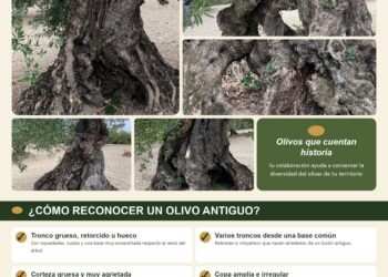 SUPRAOLIVO busca olivos antiguos para conservar variedades locales