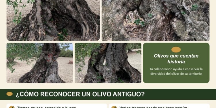 SUPRAOLIVO busca olivos antiguos para conservar variedades locales