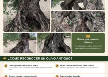 SUPRAOLIVO busca oliveiras antiguas para conservar variedades locais